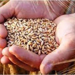 Punjab Whole wheat