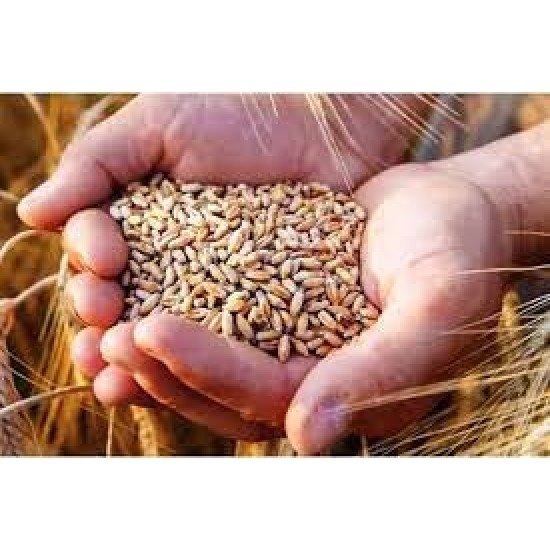 Punjab Whole wheat